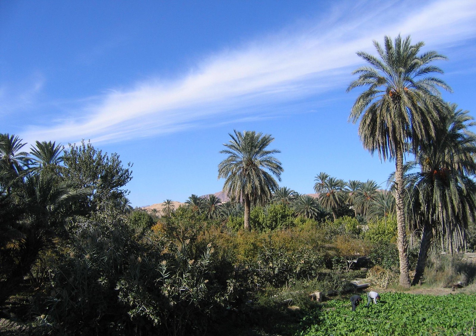 Problèmes des oasis dans le sud de la Tunisie