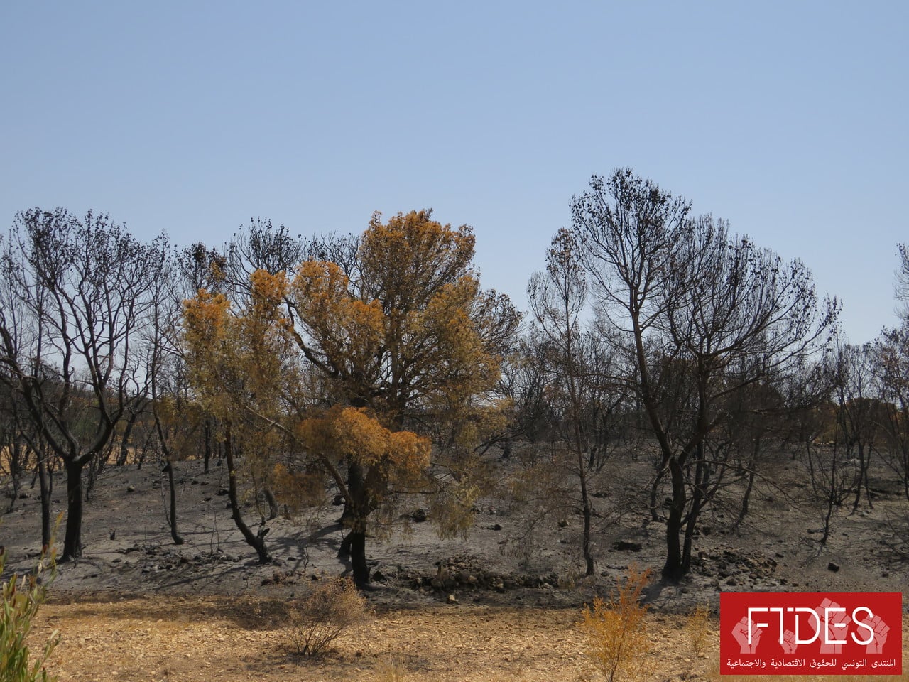 L’abandon de la protection du patrimoine forestier malgré un cadre législatif clair L’exemple des incendies de 2021 dans la forêt entre Fernena et Aïn Draham