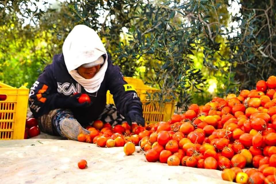 (العربية) الهجرة اليومية لفلاحات القصرين وسيدي بوزيد:  نساء تنقل على شكل بضائع من أجل ديمومة الانتاج الفلاحي !