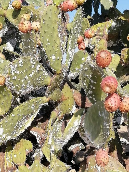 La Cochenille du cactus