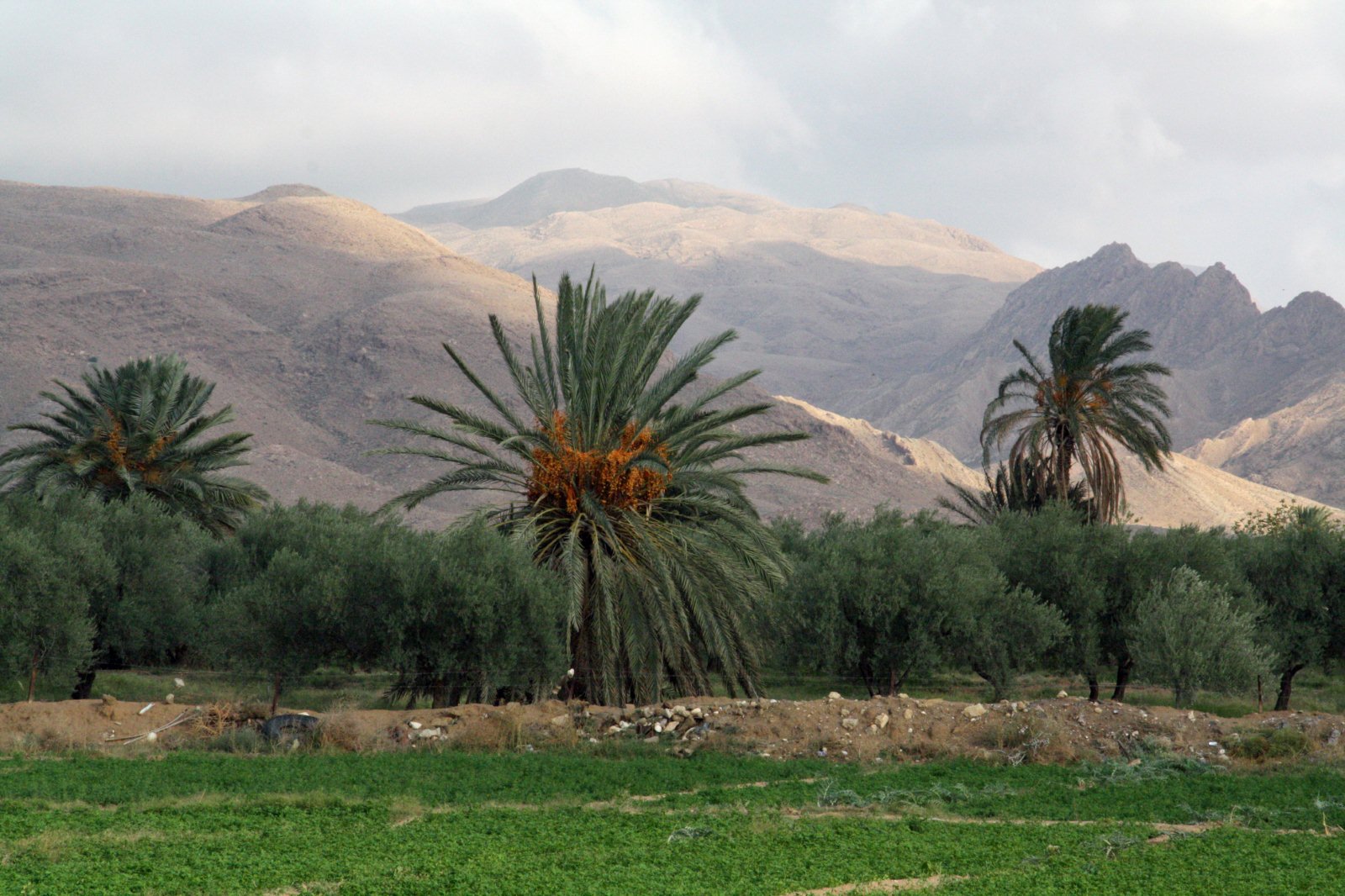 The Agricultural Crisis in Gafsa:  Do we need an emergency government rescue plan to deal with it?