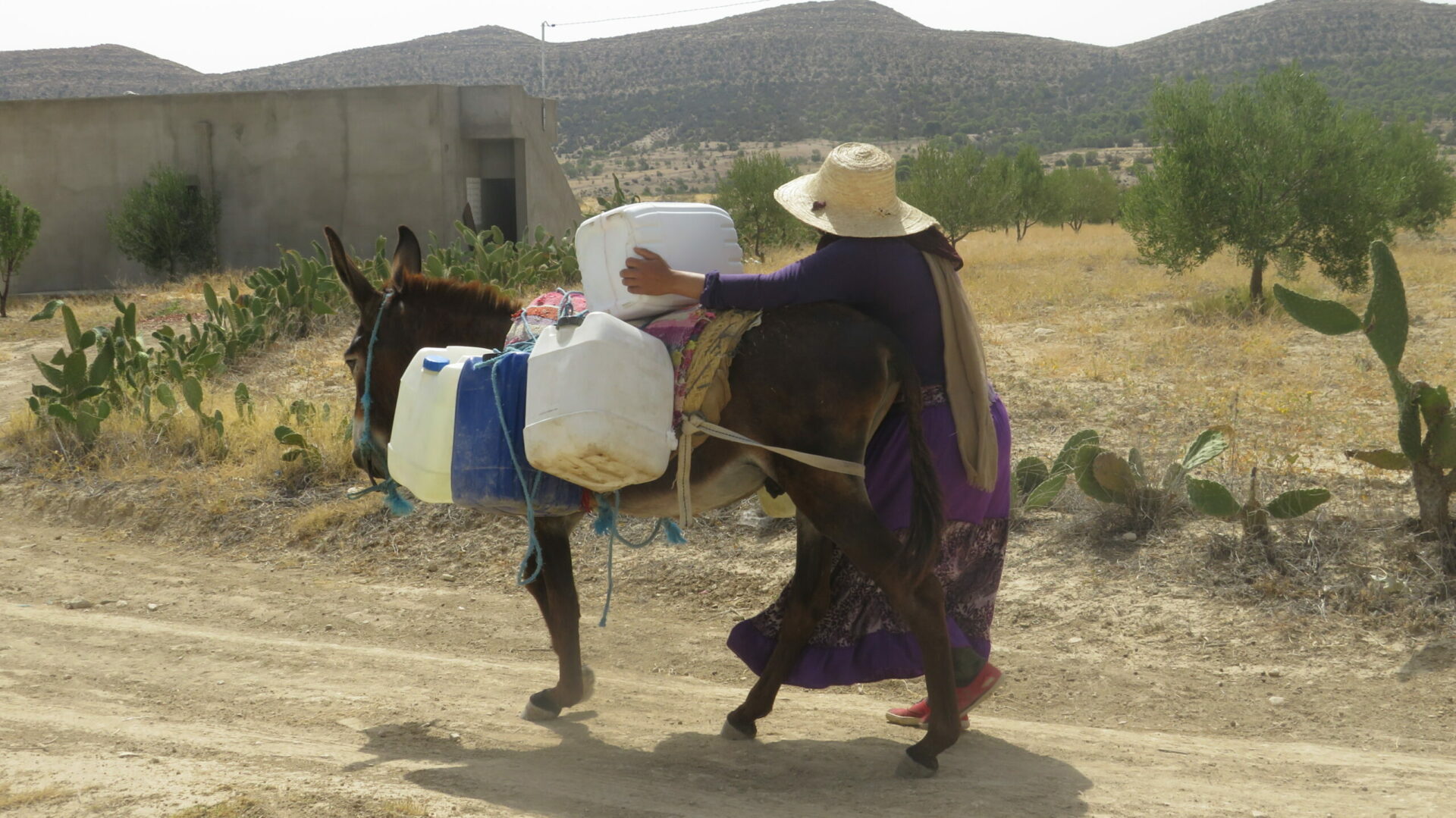 Crise de l’eau dans la région de Kairouan et tendances futures