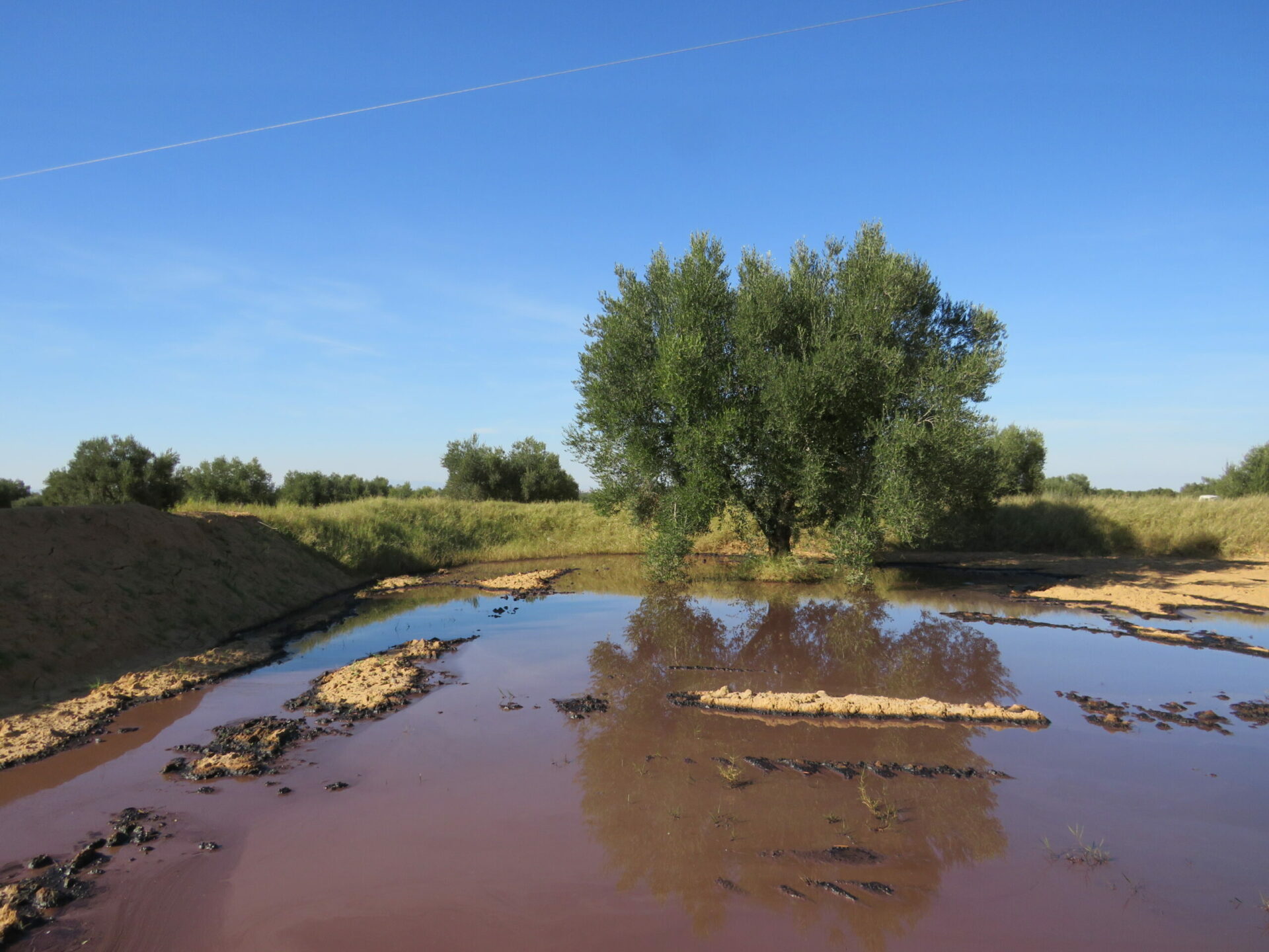 L’olivier : de richesse naturelle aux violations environnementales