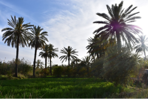 Culture à trois étages dans l'oasis de Menzel, Gabès (Photo : Pola Anquetil-Barba)