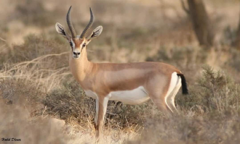 Tozeur et Gafsa: Chasse anarchique et abusive