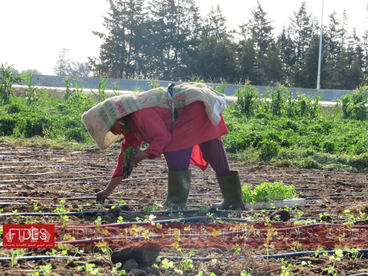 ouvrières agricoles