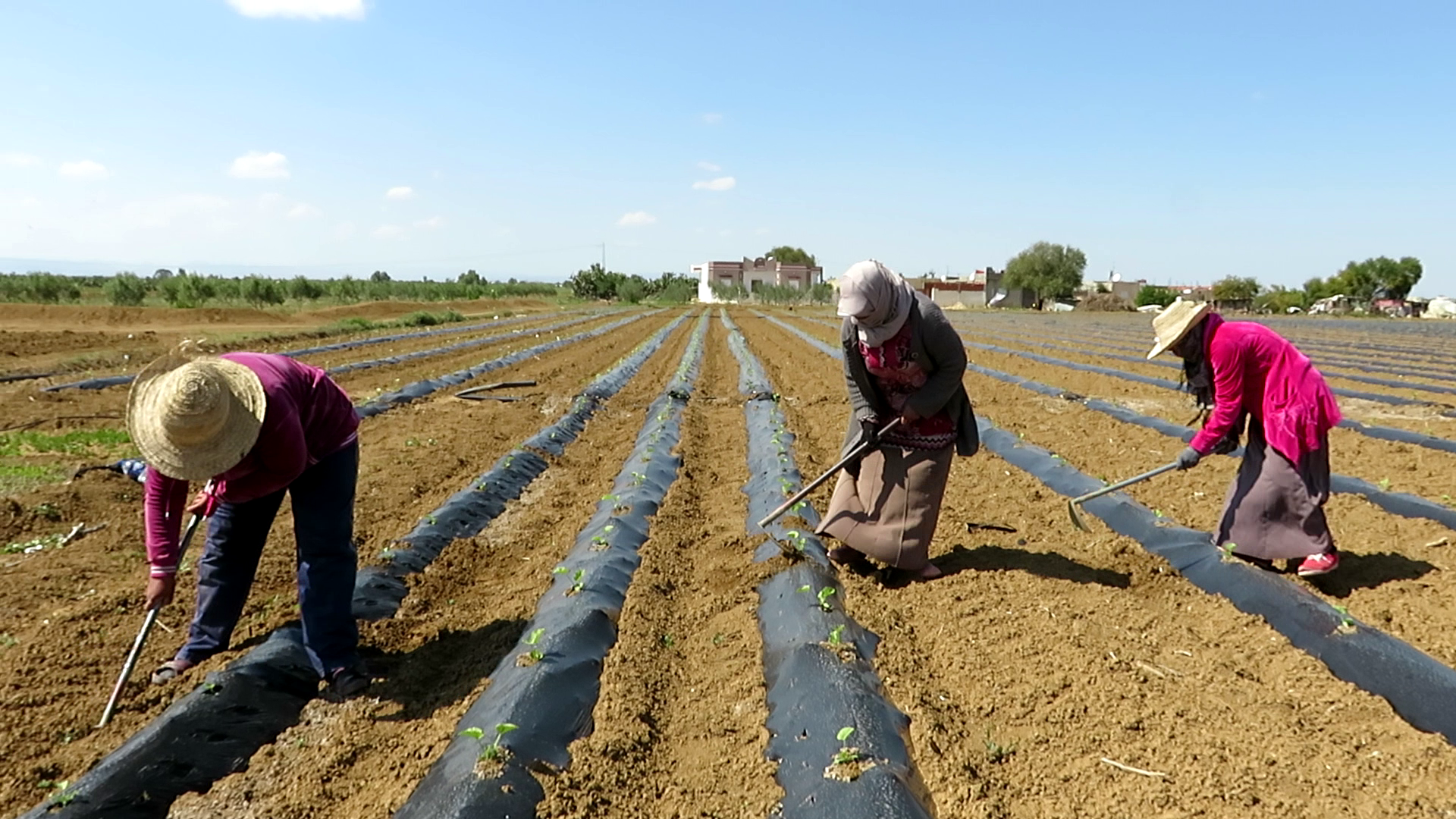 Femmes- Agricole